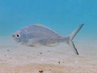 Une gerre (Gerres longirostris)