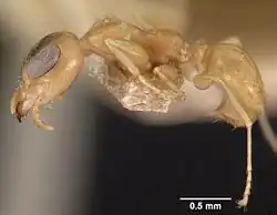 Gesomyrmex chaperi spé. casent0102086 de profil.