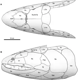 Diagramme reconstituant le crâne d'Hyneria udlezinye à partir de fossiles démentélés.