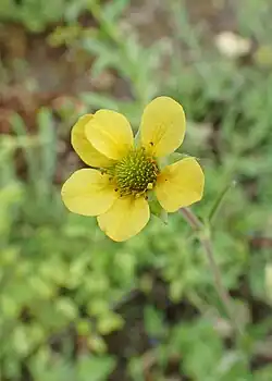 Benoîte des Rhodopes.