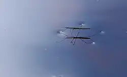Hydrometra stagnorum marchant sur l'eau