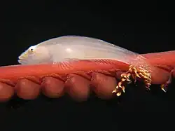 Pleurosicya boldinghi