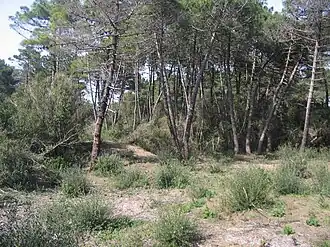 Pinède de Giannella.