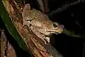 Phrynoidis aspera (Parc national de Taman Negara, Malaisie)