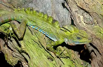 Description de l'image Giant Forest Dragon (Gonocephalus grandis) (8741730766).jpg.