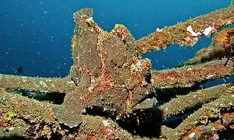 in vivo (Célèbes, Indonésie).