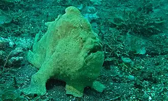 in vivo (Célèbes, Indonésie).