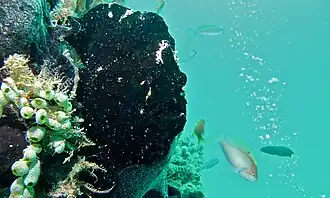 in vivo (Sabah, Malaisie).