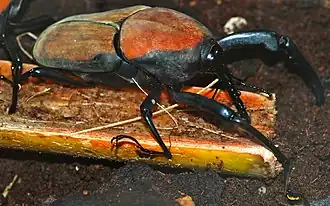 Description de cette image, également commentée ci-après