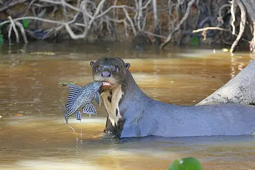 Loutre géante (Pteronura brasiliensis).