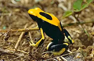 Dendrobates tinctorius (Guyane, France)