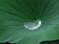 Qualité super-hydrophobede la feuille de lotus.