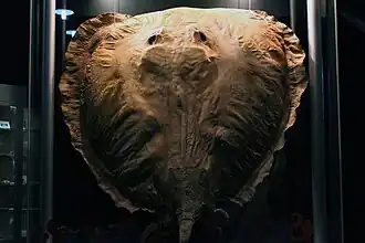 Description de l'image Giant freshwater stingray.JPG.