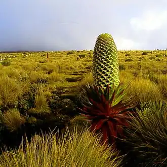Un lobelia géant (Lobelia deckenii subsp. keniensis), entouré de fétuques, à la limite des landes et de l'étage afro-alpin. Il peut atteindre 6 mètres de hauteur et est parfaitement adapté pour piéger les gouttes d'eau et se prémunir du gel.