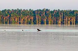 Photo de loutres dans l'eau vues de loin, avec la forêt en arrière-plan.