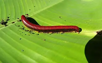 Description de l'image Giant red millipede 1.JPG.