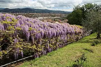 Image illustrative de l’article Giardino Bardini