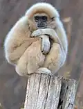 Gibbon à mains blanches