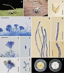 Gibellula scorpioides .