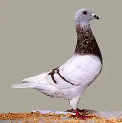 Gier rouge cendré barré (rose)