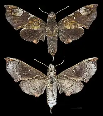 Description de cette image, également commentée ci-après