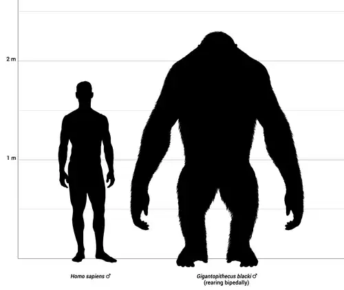 Gigantopithecus
