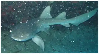 Requin nourrice (Ginglymostoma cirratum)