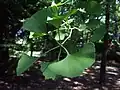 Feuilles de Ginkgo biloba (mai 2008)