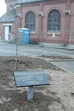 Ginkgo biloba planté sur la place du village. Un arbre identique est planté dans la cour de l'école.