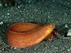Pholis crassispina (Pholidae).