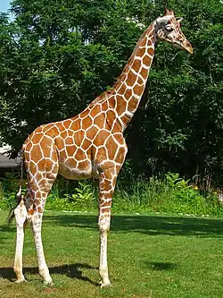 Girafe réticulée.