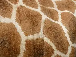 Pelage mélange des taches brun orangé un peu floues sur un fond crème.