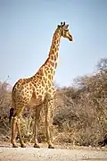 Girafe (Giraffa camelopardalis)