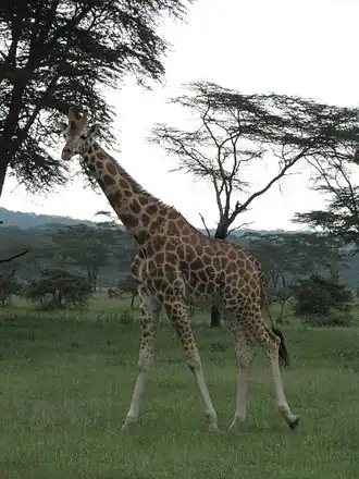 Description de l'image Giraffe in Lake Nakuru National Park.JPG.