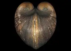 Glossus humanus, un Glossoidea