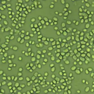 Description de l'image Glabrata.jpg.