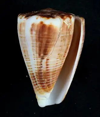 Description de l'image Gladioconus gladiator.JPG.