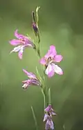 Glaïeul d'Illyrie (Gladiolus illyricus)