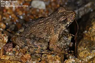 Description de l'image Glandirana emeljanovi.jpg.