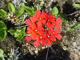 Description de l'image Glandularia peruviana.jpg.