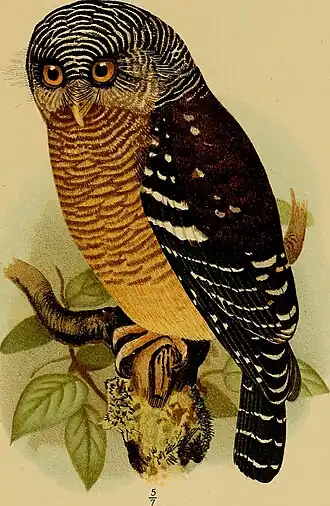 Description de l'image Glaucidium sjostedti Image from page 130 of "Svenska vetenskapsakademien handlingar" (1739).jpg.