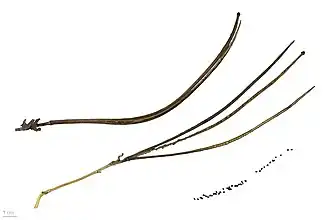 Capsules s'ouvrant longitudinalement.