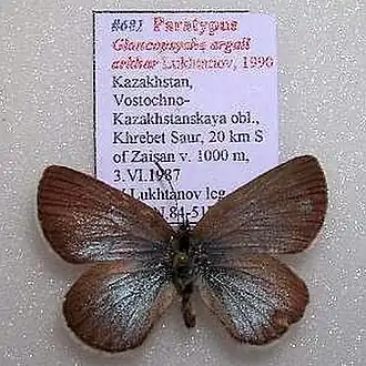 Description de l'image Glaucopsyche argali.jpg.