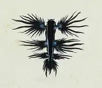 Glaucus atlantique, dragon bleu ou hirondelle de mer, 1777