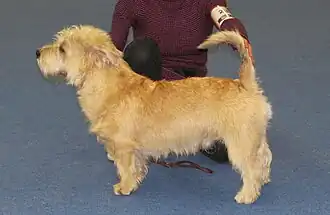 Terrier irlandais Glen of Imaal