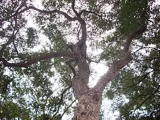 Description de l'image Glochidion ferdinandi tree.JPG.