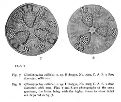 Glorioptychus callidus(d'après G.D. Hanna 1927)