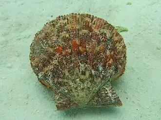 Un Gloripallium pallium