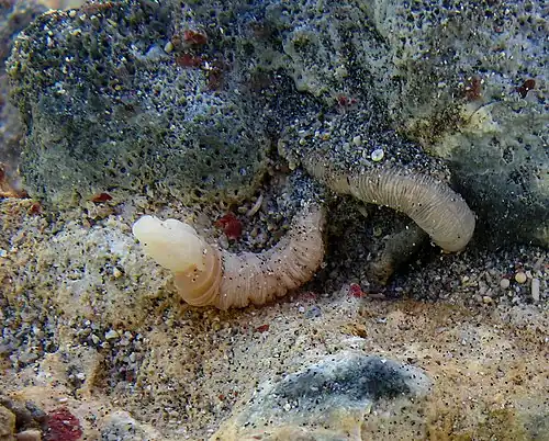 Un ver hémichordé entéropneuste.