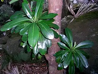 Description de l'image Glossy leaf tree Lord Howe Island.jpg.
